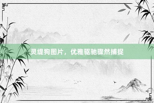 灵缇狗图片，优雅驱驰骤然捕捉